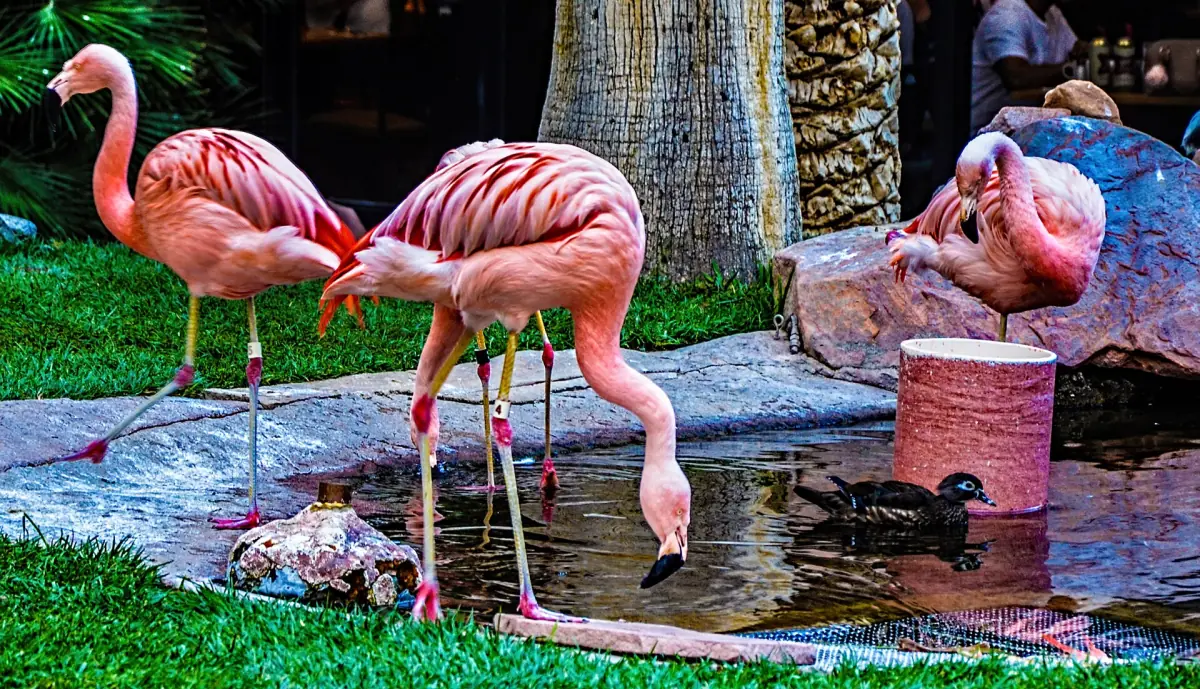 Flamingos in the Flamingo Wildlife Habitat
